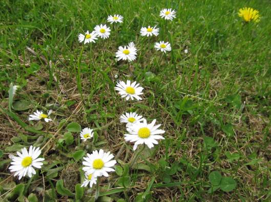 Daisies along the pathway